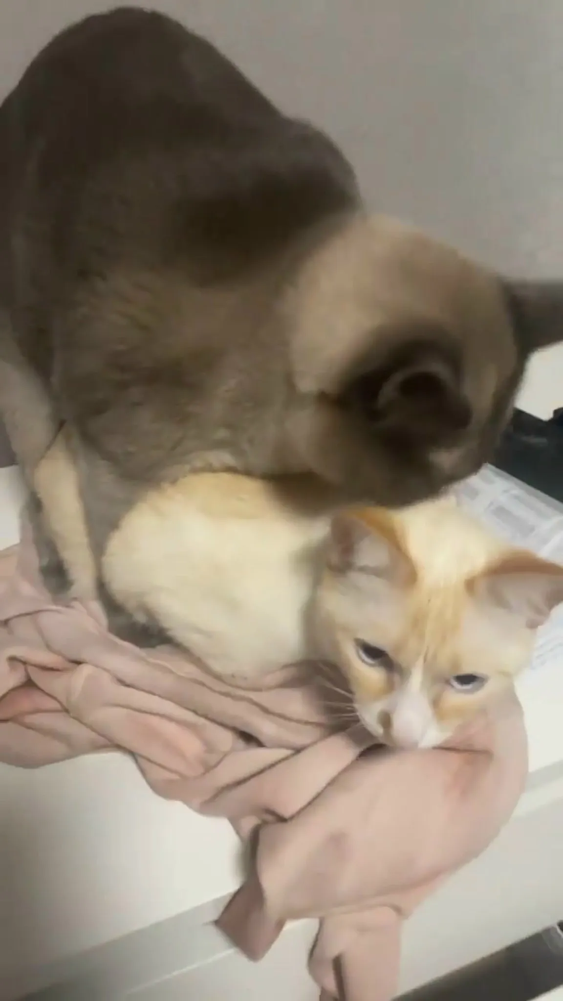 Елисей обезумел без тяночки